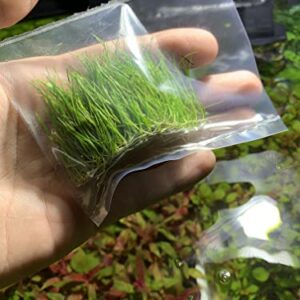 Marcus Fish Tanks - 3X Dwarf Hair Grass Eleocharis Parvula Live Aquarium Plants Carpeting Plant for Aquatic Freshwater Fish Tank