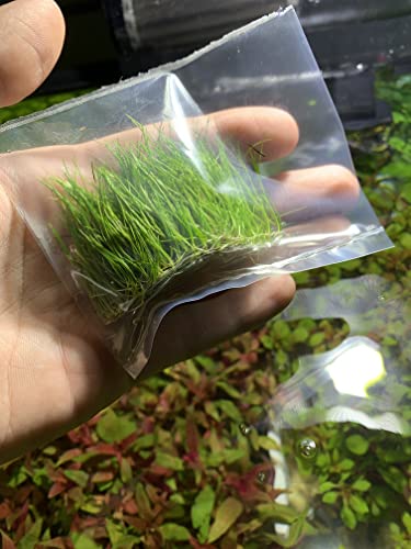 Marcus Fish Tanks - 3X Dwarf Hair Grass Eleocharis Parvula Live Aquarium Plants Carpeting Plant for Aquatic Freshwater Fish Tank