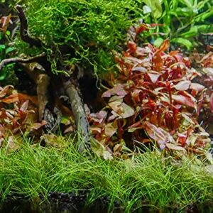 Marcus Fish Tanks - 3X Dwarf Hair Grass Eleocharis Parvula Live Aquarium Plants Carpeting Plant for Aquatic Freshwater Fish Tank