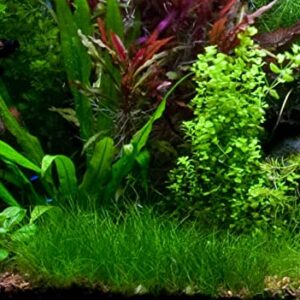 Marcus Fish Tanks - 3X Dwarf Hair Grass Eleocharis Parvula Live Aquarium Plants Carpeting Plant for Aquatic Freshwater Fish Tank