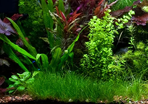 Marcus Fish Tanks - 3X Dwarf Hair Grass Eleocharis Parvula Live Aquarium Plants Carpeting Plant for Aquatic Freshwater Fish Tank