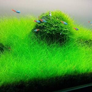 Marcus Fish Tanks - 3X Dwarf Hair Grass Eleocharis Parvula Live Aquarium Plants Carpeting Plant for Aquatic Freshwater Fish Tank