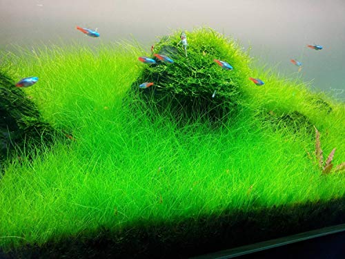 Marcus Fish Tanks - 3X Dwarf Hair Grass Eleocharis Parvula Live Aquarium Plants Carpeting Plant for Aquatic Freshwater Fish Tank