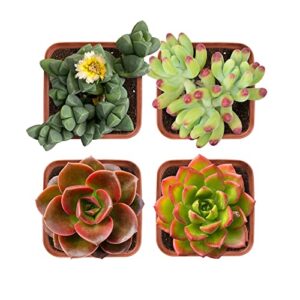 Succulent Plants (4 Pack), Live Assorted Succulents Fully Rooted in 2" Grower Pots with Soil, Unique Potted House Plants for DIY, Home Decor, Wedding Party Favor Gift