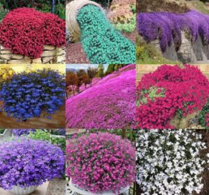 2000+ mix carpet creeping thyme seeds ground cover for planting heirloom high germination rate easy to plant （3packs）