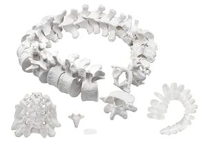 disarticulated human spine model, 50 parts - individual axial skeleton bones: vertebrae, sacrum, coccyx, & intervertebral discs - life sized - medical quality for chiropractors - eisco labs