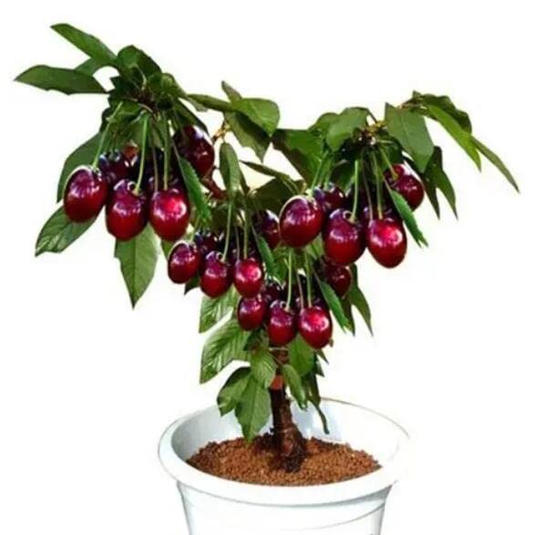 Black Cherry Fruit Tree Live Plant Seeding, 15-17inch Height -Prunus serotina, Great for Home and Garden Yards Planting