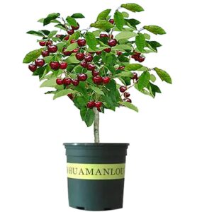 black cherry fruit tree live plant seeding, 15-17inch height -prunus serotina, great for home and garden yards planting