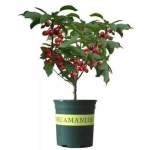 Black Cherry Fruit Tree Live Plant Seeding, 15-17inch Height -Prunus serotina, Great for Home and Garden Yards Planting