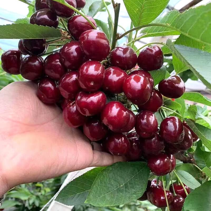 Black Cherry Fruit Tree Live Plant Seeding, 15-17inch Height -Prunus serotina, Great for Home and Garden Yards Planting