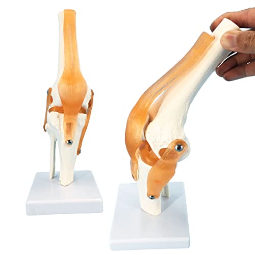 Veipho Knee Model, Flexible Knee Joint Model with Ligament and Stand, Life Size Human Knee Joint Model, Knee Anatomy Model, Human Knee Joint Model for Learning, Demonstrating