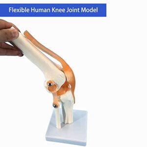 Veipho Knee Model, Flexible Knee Joint Model with Ligament and Stand, Life Size Human Knee Joint Model, Knee Anatomy Model, Human Knee Joint Model for Learning, Demonstrating