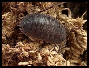 giant canyon isopods (qty-25), for arid habitats, by critters direct