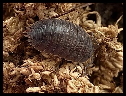 Giant Canyon Isopods (Qty-25), for Arid Habitats, by Critters Direct