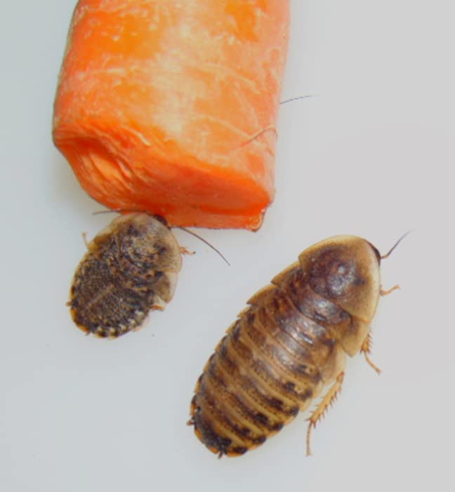 Dubia Roaches | Live Feeder Dubia Roach Multiple Sizes and Quantities | Small, Medium, and Large Sizes | Quantities from 100 to 1,000