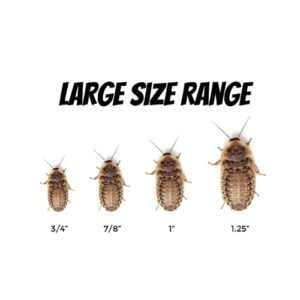 Dubia Roaches | Live Feeder Dubia Roach Multiple Sizes and Quantities | Small, Medium, and Large Sizes | Quantities from 100 to 1,000