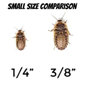 Dubia Roaches | Live Feeder Dubia Roach Multiple Sizes and Quantities | Small, Medium, and Large Sizes | Quantities from 100 to 1,000
