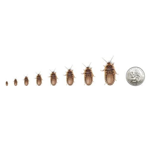Dubia Roaches | Live Feeder Dubia Roach Multiple Sizes and Quantities | Small, Medium, and Large Sizes | Quantities from 100 to 1,000