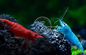 swimming creatures 5 fire cherry red & 5 blue velvet neocaridina freshwater aquarium live shrimps. live arrival guarantee.