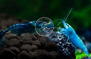 swimming creatures 5 blue velvet & 5 blue diamond neocaridina freshwater aquarium live shrimps. live arrival guarantee
