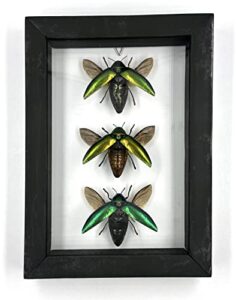 taxibugs 3 jewel beetle (sternocera aeguisignata) – preserved taxidermy insect bug collection framed in a 3d wooden frame as pictured taxidermy (transparent background black wooden frame)