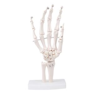mrhugoo human hand bone model human skeleton hand model on base, hand bone,life size, articulated for medical study education demonstration (right hand)