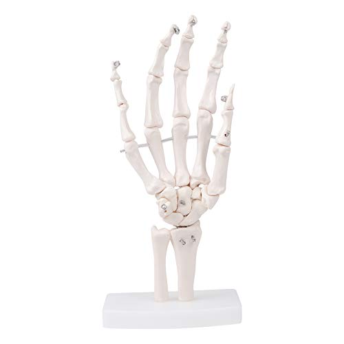 MrHugoo Human Hand Bone Model Human Skeleton Hand Model on Base, Hand Bone,Life Size, Articulated for Medical Study Education Demonstration (Right Hand)