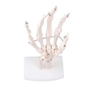 MrHugoo Human Hand Bone Model Human Skeleton Hand Model on Base, Hand Bone,Life Size, Articulated for Medical Study Education Demonstration (Right Hand)