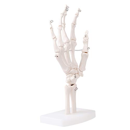 MrHugoo Human Hand Bone Model Human Skeleton Hand Model on Base, Hand Bone,Life Size, Articulated for Medical Study Education Demonstration (Right Hand)