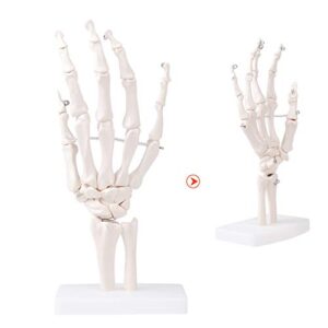 MrHugoo Human Hand Bone Model Human Skeleton Hand Model on Base, Hand Bone,Life Size, Articulated for Medical Study Education Demonstration (Right Hand)