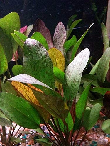 Potted Live Aquarium Plants | Freshwater Aquatic Plants for Aquariums (Red Flame Sword)