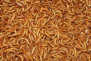 deseret pets live mealworms 500 count large (0.75-1")