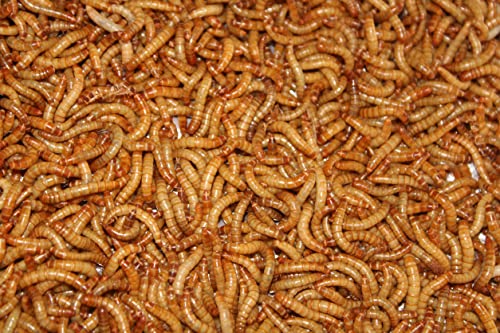 Deseret Pets Live Mealworms 500 Count Large (0.75-1")