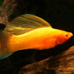 gold sailfin molly - pack of 2 fish live tropical freshwater aquarium fish