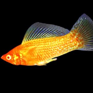 Gold SAILFIN Molly - Pack of 2 Fish Live Tropical Freshwater Aquarium Fish