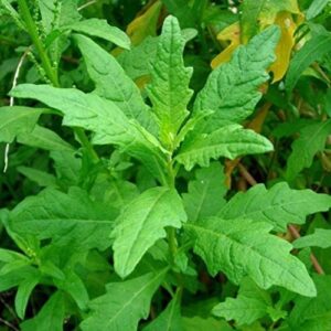 herb epazote fba-0001 (green) 100 non-gmo, heirloom seeds