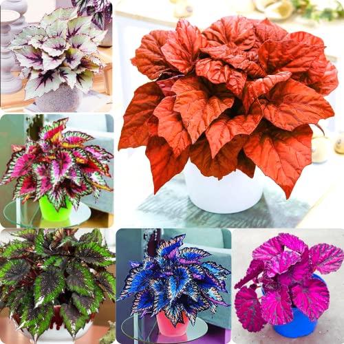 Mix Coleus Seeds for Planting, 100 Beautiful Coleus Flower Seeds