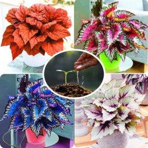 Mix Coleus Seeds for Planting, 100 Beautiful Coleus Flower Seeds