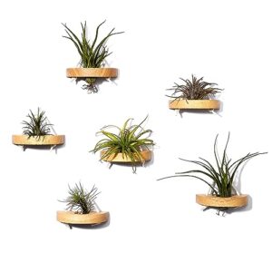 mitime air plant holder, small air plant display stand. wall mount to save space, wall decoration. (plants not included) (set of 6)