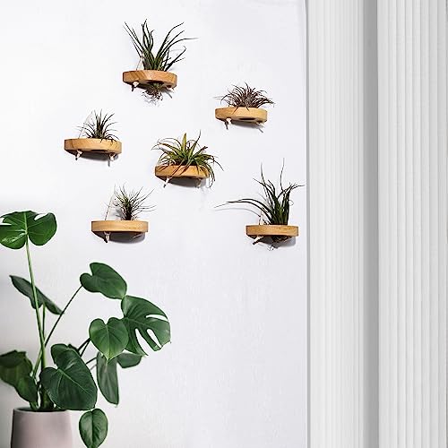 MITIME air plant holder, small air plant display stand. Wall mount to save space, wall decoration. (Plants not included) (Set of 6)