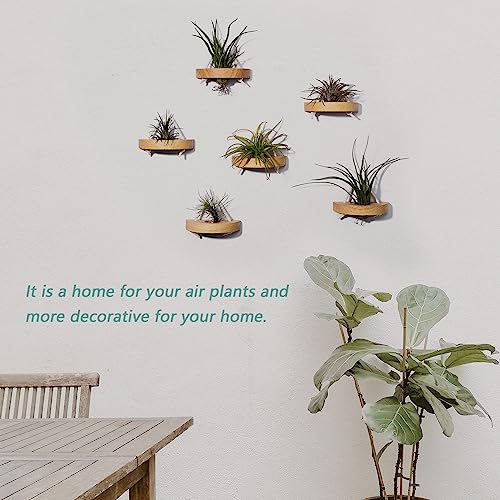 MITIME air plant holder, small air plant display stand. Wall mount to save space, wall decoration. (Plants not included) (Set of 6)