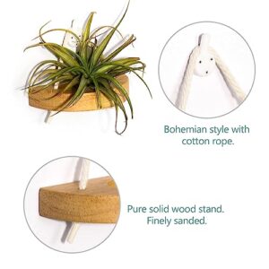 MITIME air plant holder, small air plant display stand. Wall mount to save space, wall decoration. (Plants not included) (Set of 6)