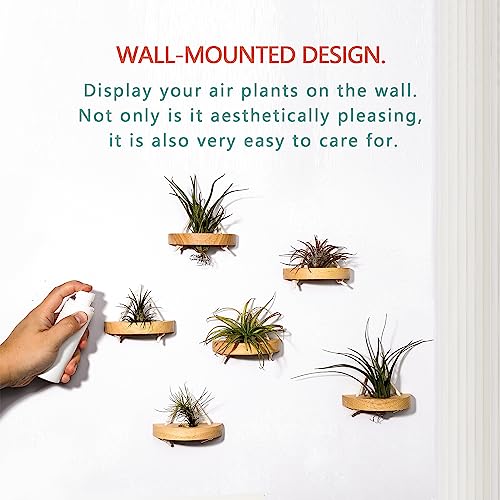 MITIME air plant holder, small air plant display stand. Wall mount to save space, wall decoration. (Plants not included) (Set of 6)