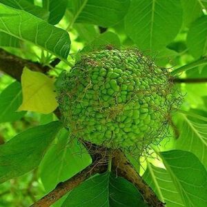 KVITER 10 Apple Monkey Ball Maclura Pomifera Tree Seeds - Organic Fresh Tree Seeds for Planting - Live Tree Seeds for Home and Garden