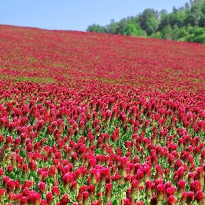 crimson clover seeds - 1 lb ~46,400 seeds - legume clover seeds for cover crops, wildlife forage, pasture, hay, pollinator attractant, green manure, & more - clover seeds for planting