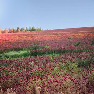 Crimson Clover Seeds - 1 lb ~46,400 Seeds - Legume Clover Seeds for Cover Crops, Wildlife Forage, Pasture, Hay, Pollinator Attractant, Green Manure, & More - Clover Seeds for Planting