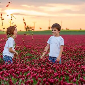 Crimson Clover Seeds - 1 lb ~46,400 Seeds - Legume Clover Seeds for Cover Crops, Wildlife Forage, Pasture, Hay, Pollinator Attractant, Green Manure, & More - Clover Seeds for Planting