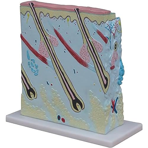 GKPLY Human Skin Anatomical Model, 105 Times Magnified Cross-sectional Model of Human Skin for Communication Between Doctors and Patients in Dermatology