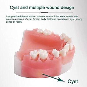 Teaching Model,Simulated Oral Suture Model Kits, Dental Suture Kit Medical Skin Suture Surgical Training Kit Chirurgical Surgical Practice Set Oral Doctors Dental Teachin