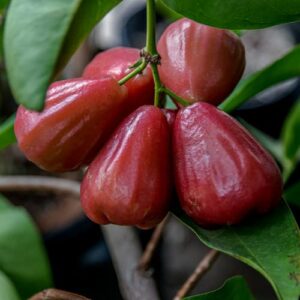 live red rose apple plant, red wax apple tree plant, 2 ft tall sweet fruit plant for garden